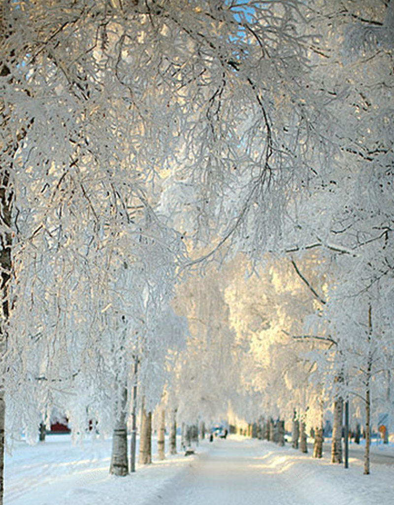 一片白色jpg设计背景_新图网 https://ixintu.com 白色 树 雪 风景 摄影