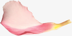 淡彩色粉色的花朵花瓣高清图片