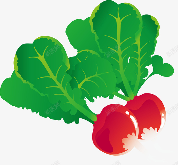 绿色蔬菜萝卜png免抠素材_新图网 https://ixintu.com 健康蔬菜 绿色叶子 绿色蔬菜 萝卜叶子 蔬菜萝卜 食材