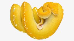 黄色的蛇素材