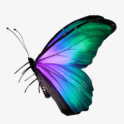 彩色的蝴蝶动物彩色蝴蝶高清图片