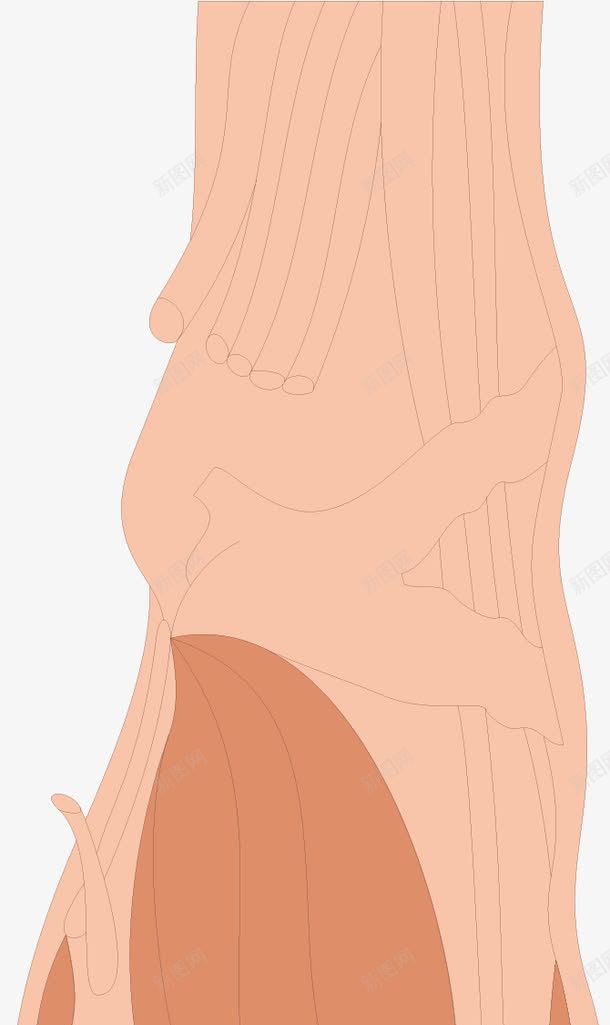 脚部肌肉分布png免抠素材_新图网 https://ixintu.com 人体器官 医疗健康 医疗内脏 医疗卡通 医疗器械 医疗科技 医疗科研 脚部肌肉分布