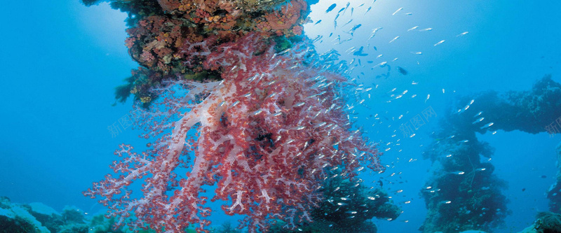 海底珊瑚背景背景