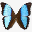 大闪蝶DeidamiaNeoptolomous图标png免抠素材_新图网 https://ixintu.com animal butterfly deidamia morpho neoptolomous 动物 大闪蝶 蝴蝶