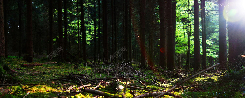 风景jpg设计背景_新图网 https://ixintu.com 背景 风景 树 草 枯木 树枝 海报banner 摄影