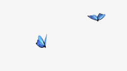 蓝色蝴蝶一对素材