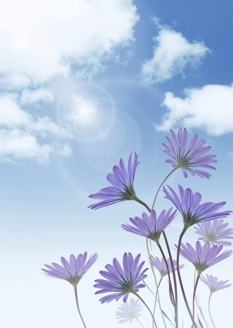 蓝色的天空紫色的小花jpg背景图
