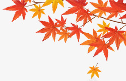 秋季枯黄的枫树叶素材