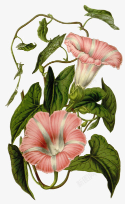 复古手绘植物花卉插画素材