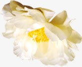 白色花瓣花朵实物素材