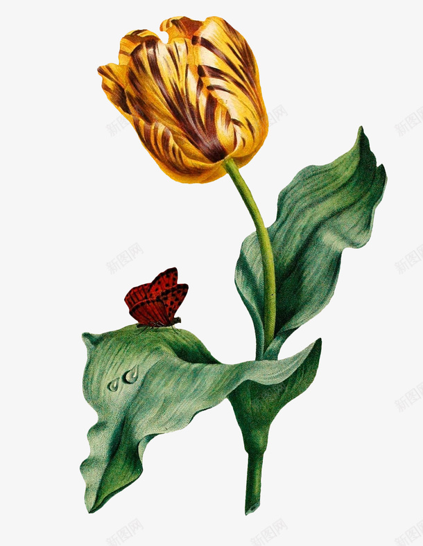 1复古手绘植物花卉插画png免抠素材_新图网 https://ixintu.com 复古 手绘 插画 植物 花卉