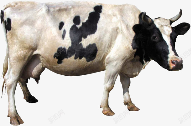 可爱的小奶牛8png免抠素材_新图网 https://ixintu.com 动物 家畜 牛 牛奶8 黑白牛