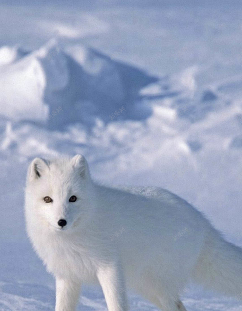 雪中的动物H5背景jpg设计背景_新图网 https://ixintu.com 动物 雪景 雪山 白色 雪地 H5 h5 摄影 风景