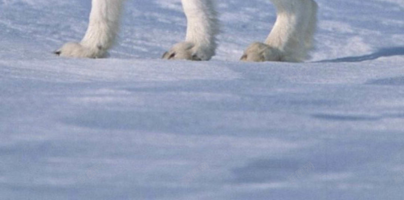 雪中的动物H5背景jpg设计背景_新图网 https://ixintu.com 动物 雪景 雪山 白色 雪地 H5 h5 摄影 风景