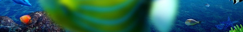 欢乐亲子活动海报psd设计背景_新图网 https://ixintu.com 一家人 亲子游 卡通 卡通素材 小黄鱼 欢快童真 海水 海洋 海洋世界 海豚 海龟