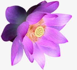 紫色荷花花朵七夕素材