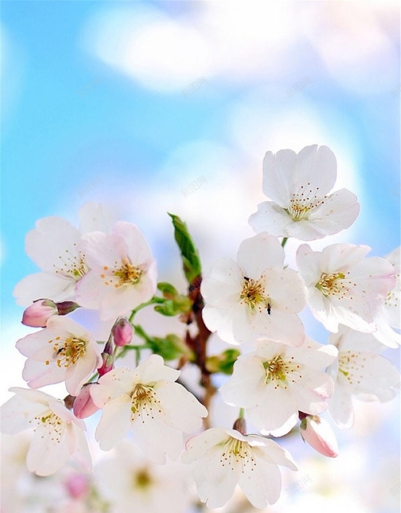 白色花朵摄影H5背景jpg_新图网 https://ixintu.com 花 唯美 浪漫 花季 白色 H5 h5 摄影 风景