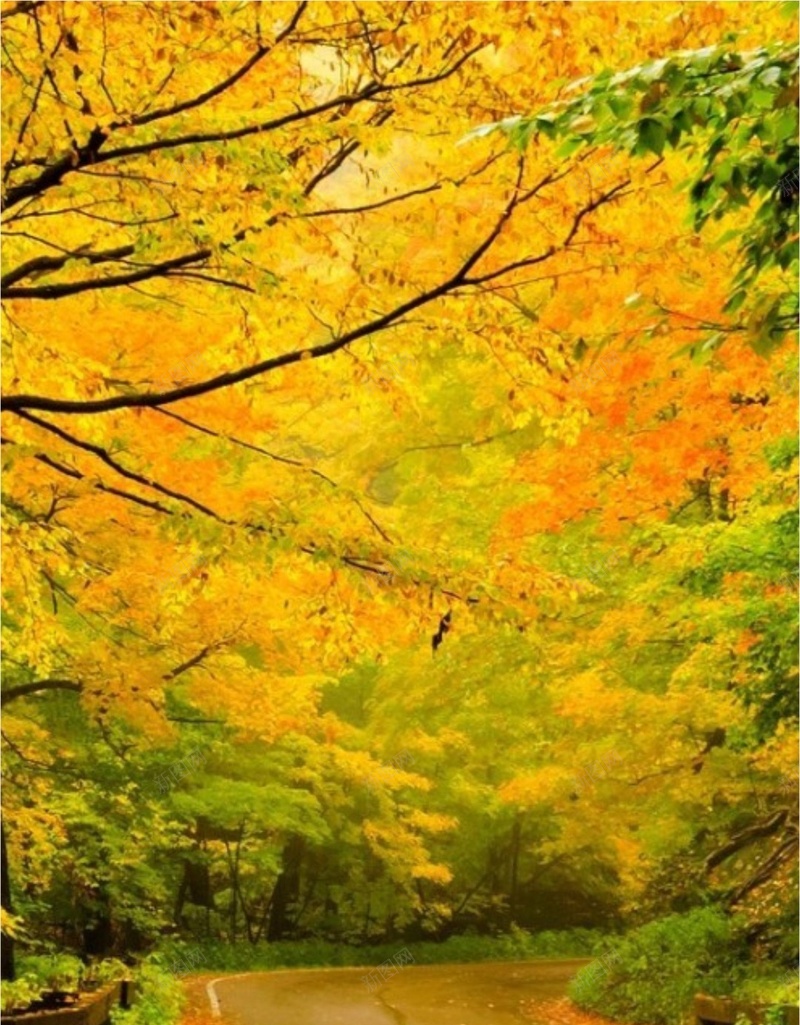 风景黄色树叶绿树道路H5背景素材jpg设计背景_新图网 https://ixintu.com 风景 黄色 树叶 绿树 道路 H5 背景 摄影
