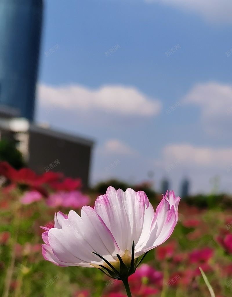 初秋印象格桑花17jpg设计背景_新图网 https://ixintu.com 格桑花 初秋印象 幸福 美好时光