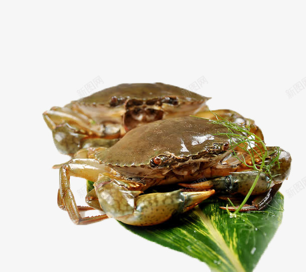 鲜活肉蟹png免抠素材_新图网 https://ixintu.com 肉蟹 蟹 鲜活肉蟹 鲜活蟹