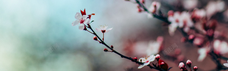 摄影樱花树背景jpg设计背景_新图网 https://ixintu.com 开花 摄影 枝杈 树 樱花 樱花树 水彩 海报banner 粉红 风景