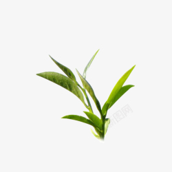 茶茶叶叶子乌龙茶素材