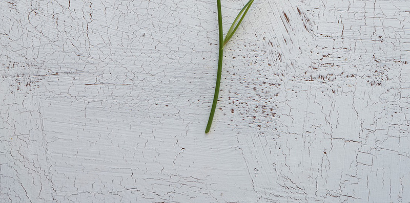 观赏植物jpg设计背景_新图网 https://ixintu.com 花园 开花 花 橙 夏末 观赏植物 长茎 橙花 漂亮 H5 h5 摄影 风景