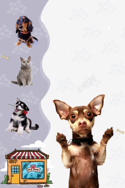 宠物剪毛宠物店宣传海报背景高清图片