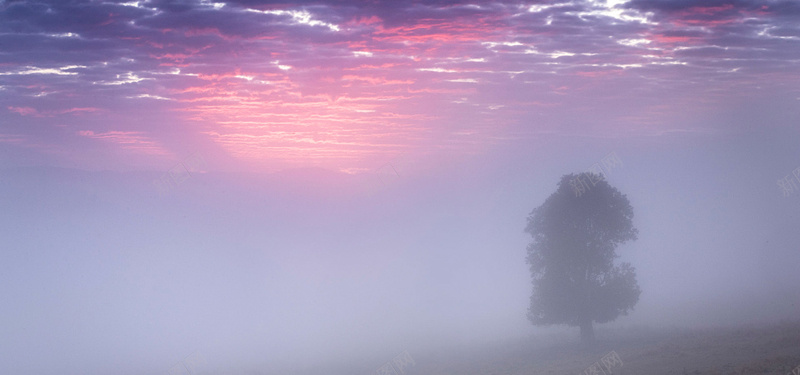 晚霞迷雾树木朦胧风景背景