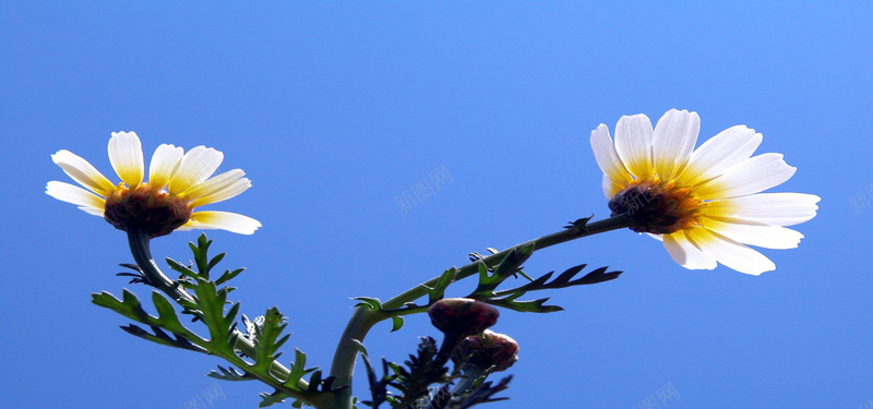 鲜花清新jpg设计背景_新图网 https://ixintu.com 海报banner 摄影 风景 鲜花清新蓝天