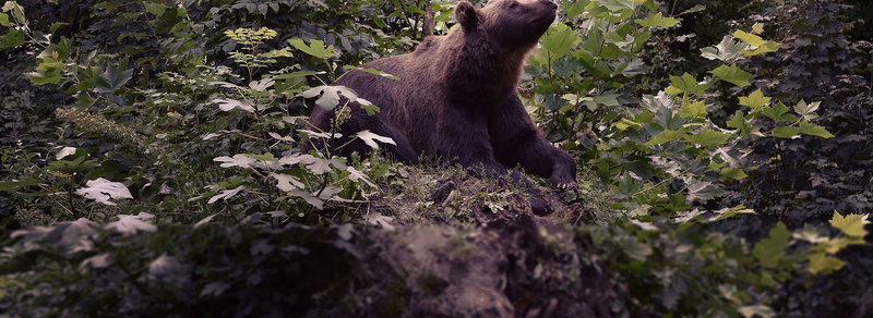 棕熊背景背景