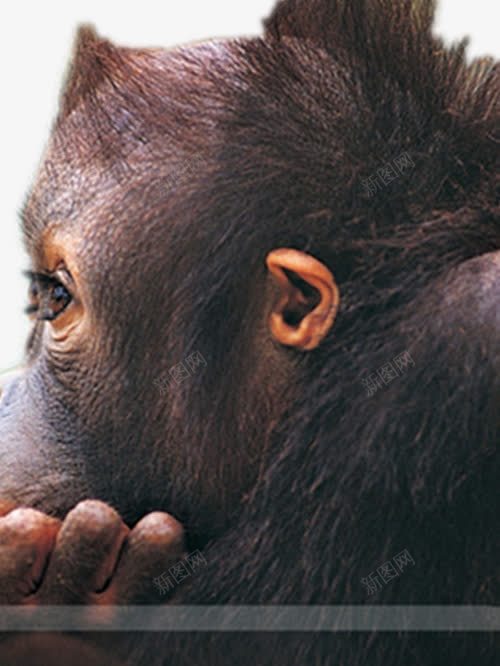 可爱大眼的小猩猩png免抠素材_新图网 https://ixintu.com 产品实物 可爱的小猩猩 小猩猩 黑猩猩