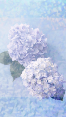 紫色花朵浪漫梦幻背景素材背景