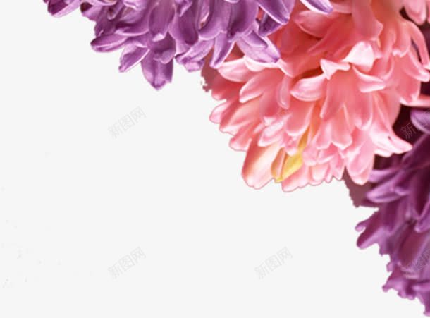彩色卡通花朵植物装饰美景png免抠素材_新图网 https://ixintu.com 卡通 彩色 植物 美景 花朵 装饰