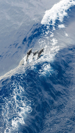 水浪蓝色蓝色大海海豚手机端H5背景高清图片