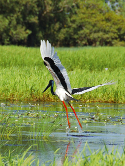湿地的植物湖边的丹顶鹤高清图片