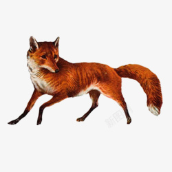 猎食者猎食的狐狸高清图片