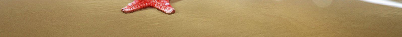 夏季海滩夏日促销广告背景jpg设计背景_新图网 https://ixintu.com 夏季 夏日促销 广告 海底世界 海星 海洋 漂流瓶 蓝色 设计背景 贝壳