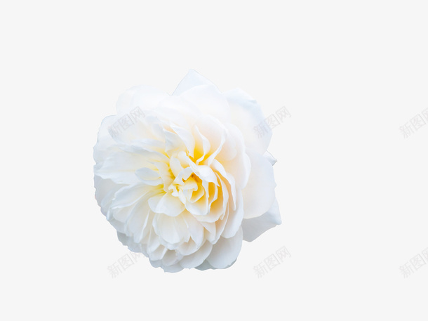 白色的花朵朵png免抠素材_新图网 https://ixintu.com 一枝花朵 七叶 白色花 花 花朵