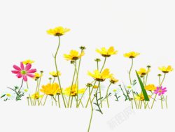 黄色花朵植物清新素材