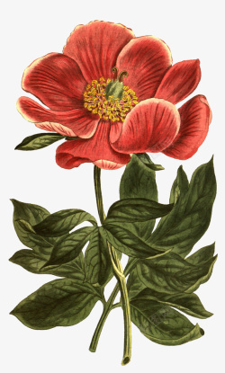 复古花卉插画4复古手绘植物花卉插画元素高清图片