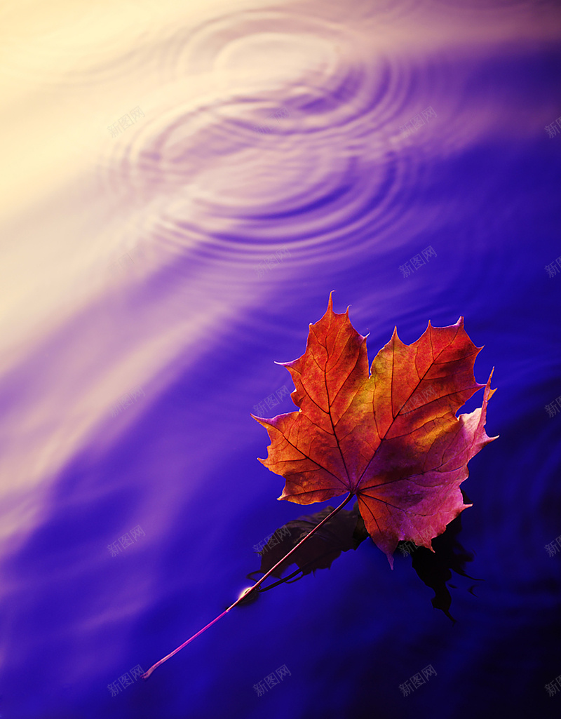 秋天的枫叶飘在湖面jpg设计背景_新图网 https://ixintu.com 湖 枫叶 红色枫叶 秋天枫叶