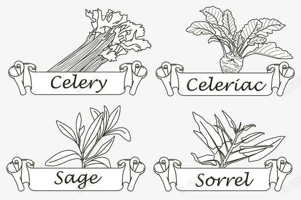 植物简图png免抠素材_新图网 https://ixintu.com 香草香料手绘简笔植物餐饮美食