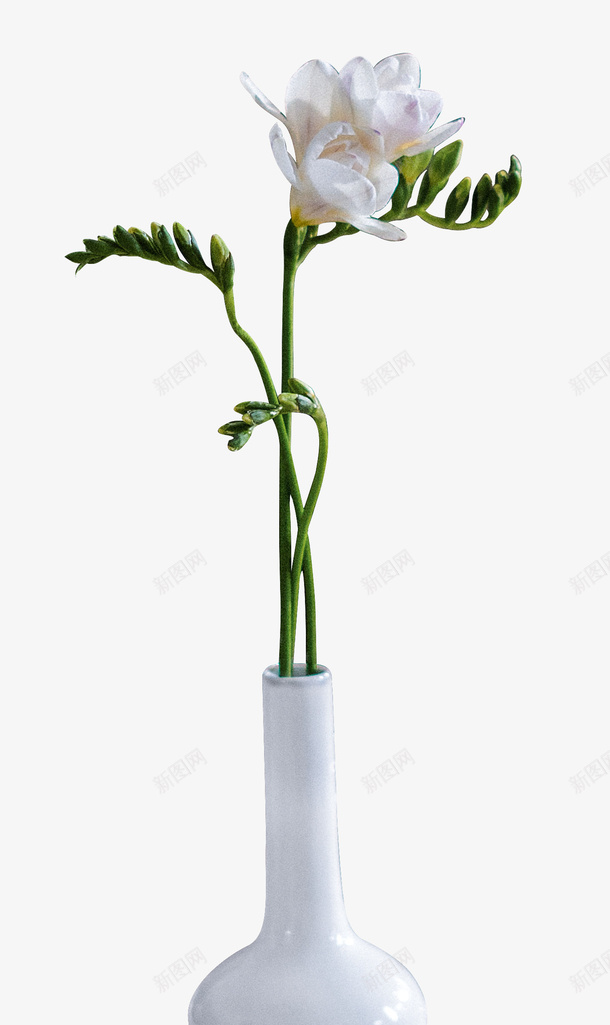 装在花瓶的花png免抠素材_新图网 https://ixintu.com 植物 花 花瓶 装在花瓶的花