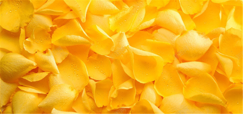 黄色花瓣背景背景