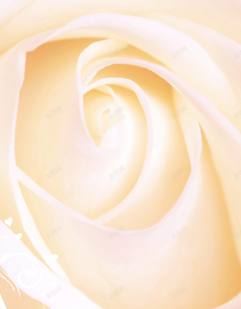 白色情人节白玫瑰海报背景jpg设计背景_新图网 https://ixintu.com 乳白色背景海报 情人节 浪漫 爱情 玫瑰 玫瑰花 白玫瑰 白色 粉色
