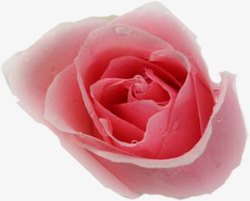 植物玫瑰花卡通效果素材