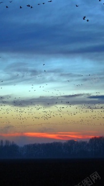 夕阳候鸟飞行摄影H5背景背景