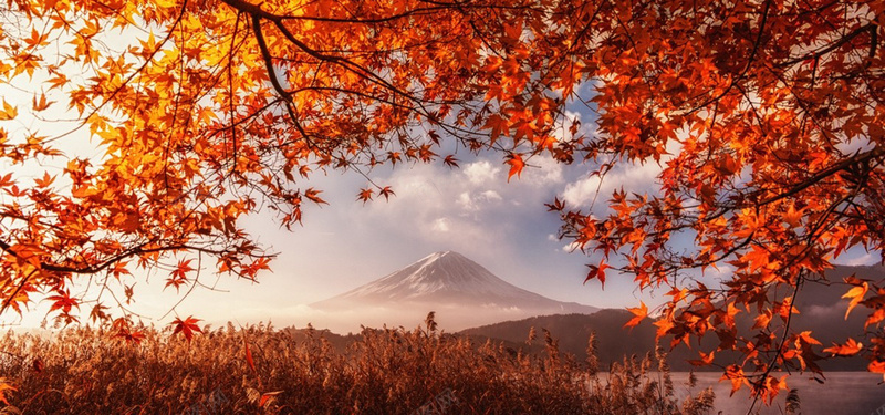 秋季富士山红叶bannerjpg设计背景_新图网 https://ixintu.com 富士山 摄影 海报banner 秋季 红叶 美丽的富士山 金色 风景