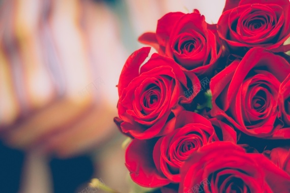 玫瑰花花浪漫背景